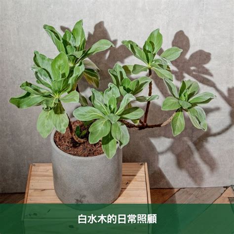 白水木徒長|白水木種植指南：陽光、水分、砂土的關鍵 